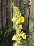 Verbascum phlomoides