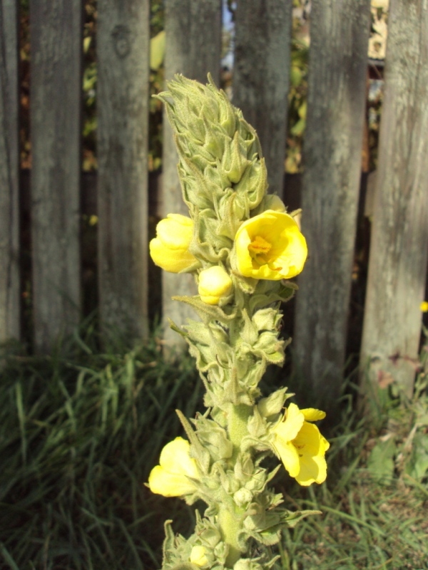 Изображение особи Verbascum phlomoides.