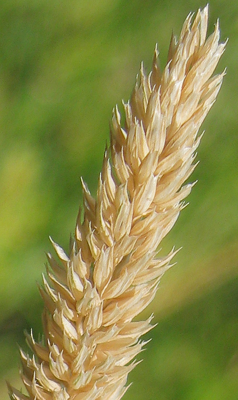 Изображение особи Phleum phleoides.