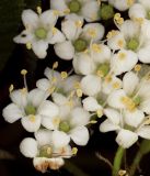 Viburnum lantana