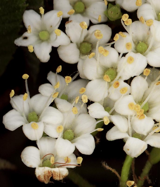 Изображение особи Viburnum lantana.