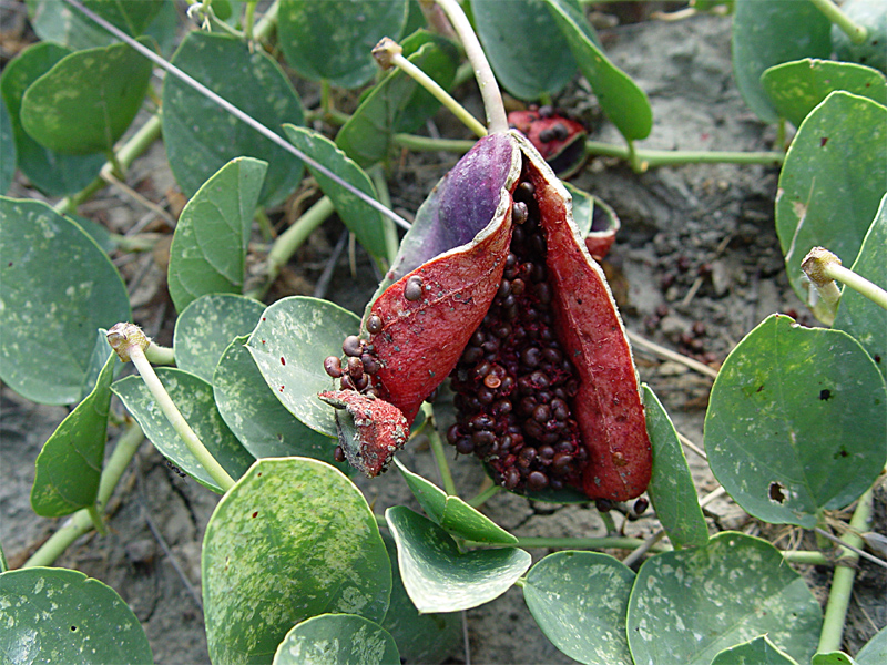 Изображение особи Capparis herbacea.