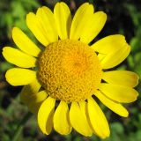 Anthemis tinctoria