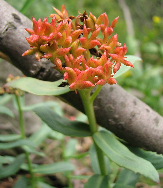 Image of Rhodiola rosea specimen.