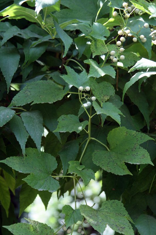 Image of Ampelopsis brevipedunculata specimen.