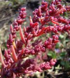 Suaeda prostrata
