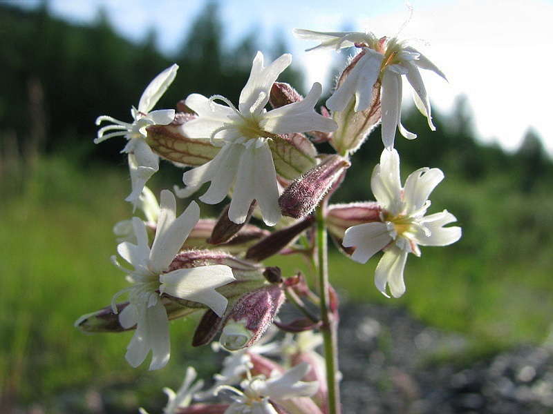 Изображение особи Silene amoena.