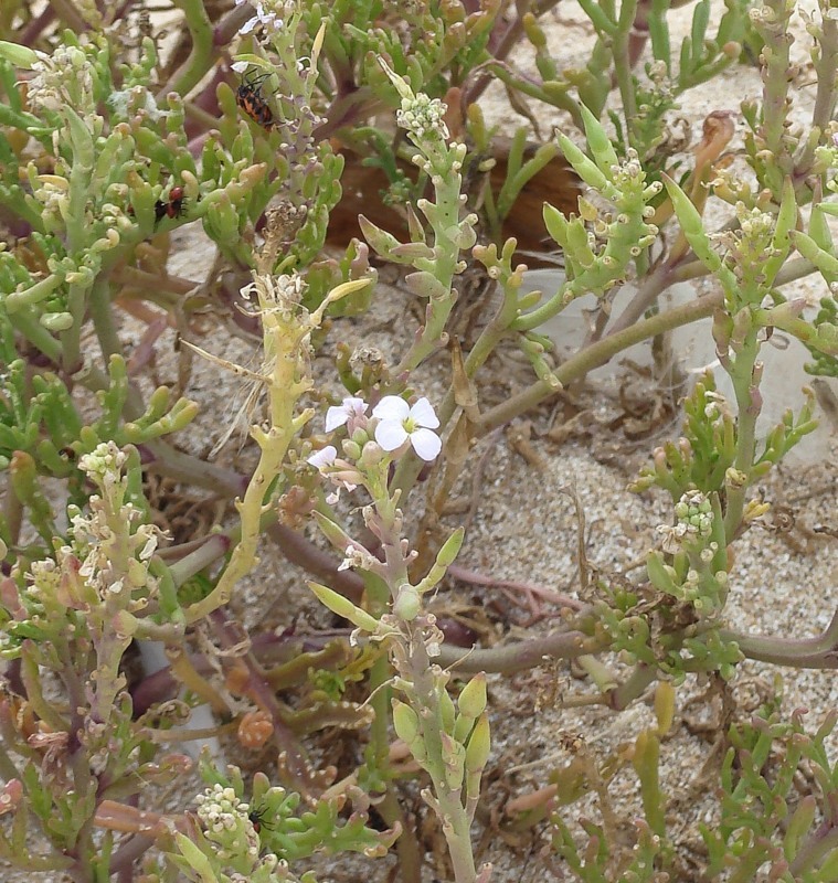 Image of Cakile euxina specimen.