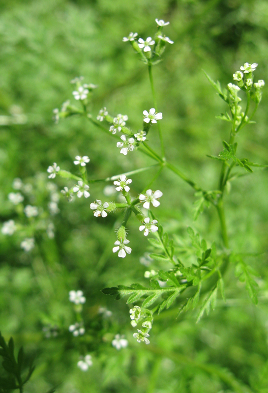 Изображение особи Anthriscus caucalis.