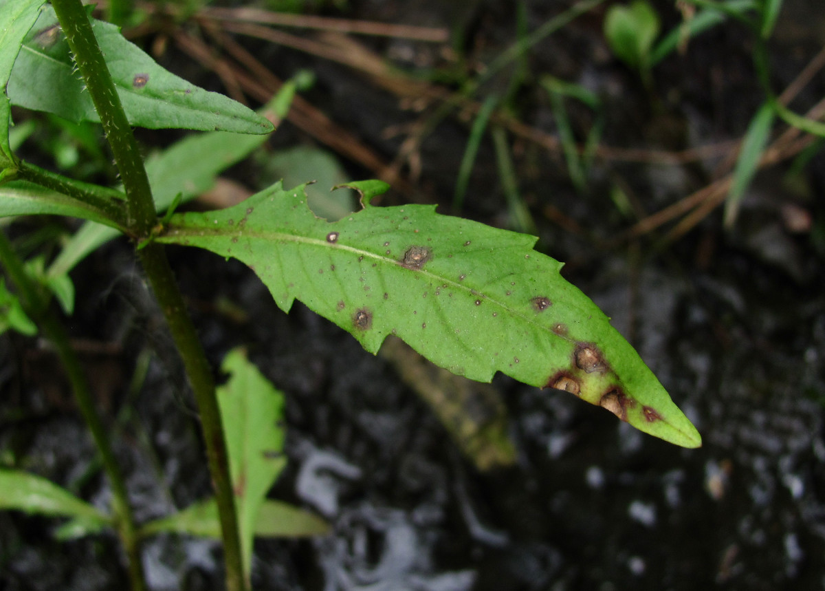 Image of Bidens cernua specimen.