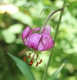 Lilium pilosiusculum. Цветок. Свердловская обл., природный парк \"Оленьи Ручьи\". 22.06.2015.