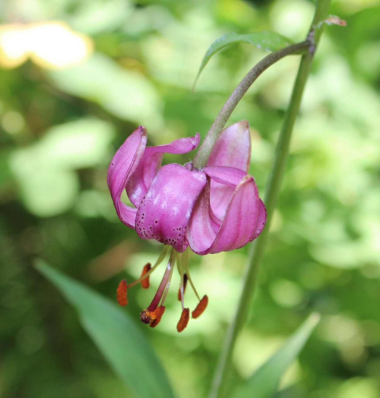 Image of Lilium pilosiusculum specimen.