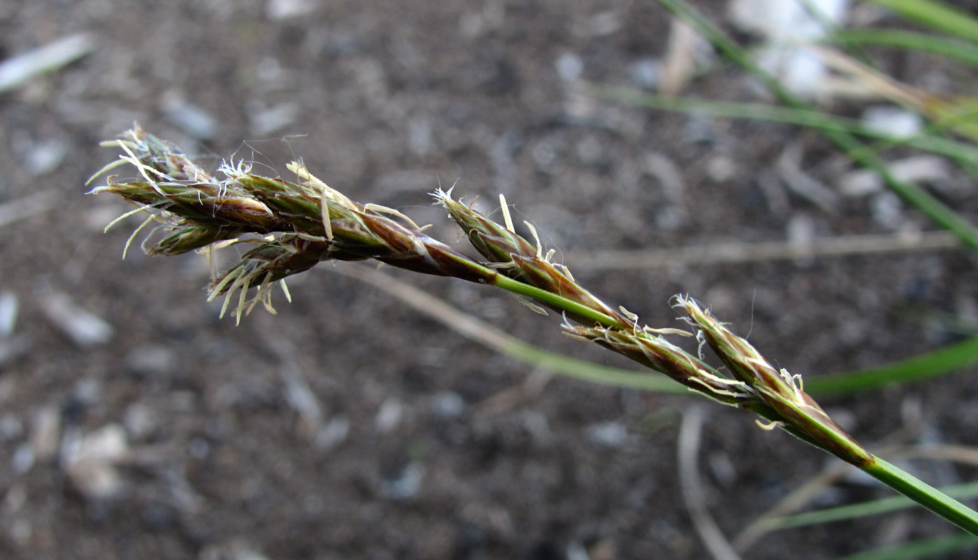 Изображение особи Carex leporina.