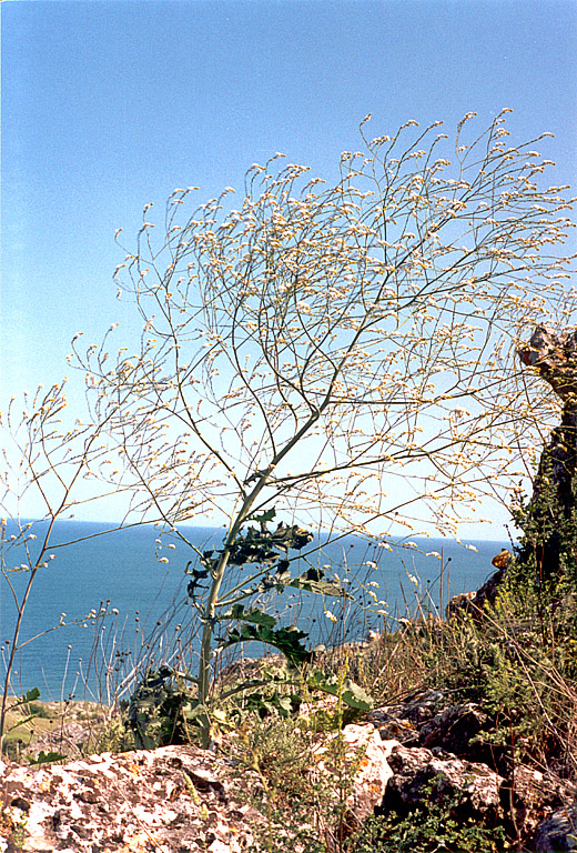 Image of Crambe koktebelica specimen.