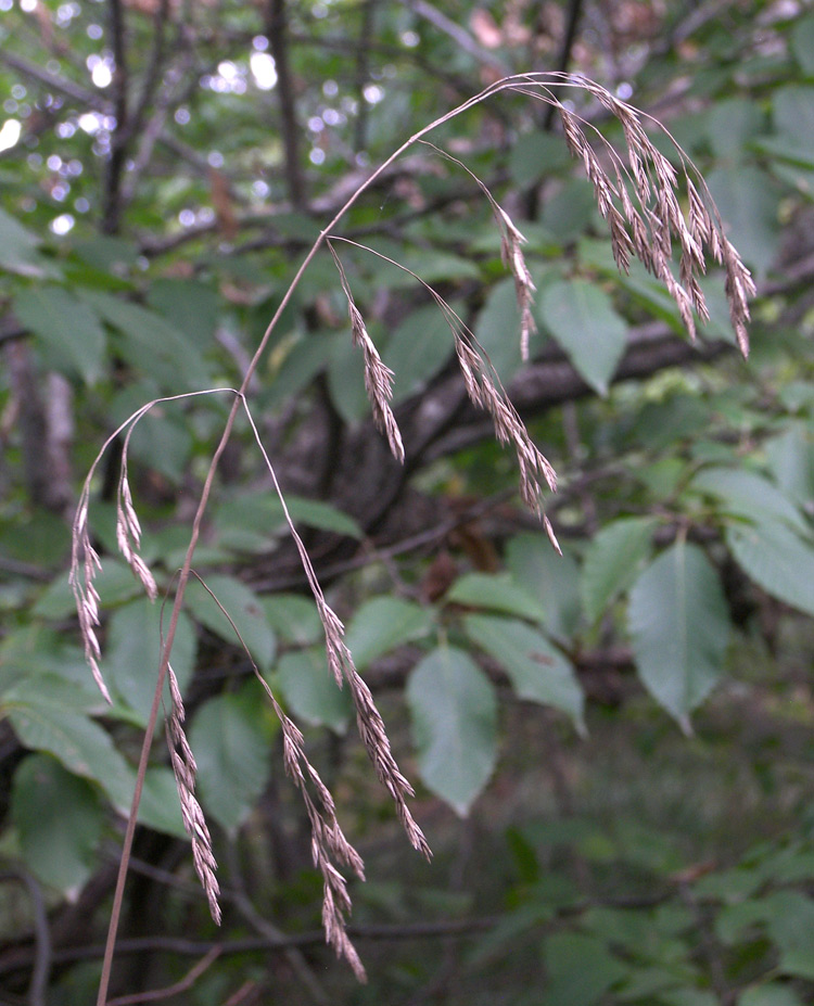 Image of Festuca drymeja specimen.