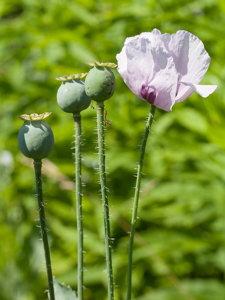 Изображение особи Papaver somniferum.