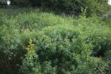 Euphorbia semivillosa. Пятно доминирования на лугу у опушки байрачного леса. Белгородская обл., окр. пос. Борисовка, Острасьев яр. 30.06.2009.