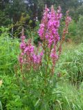 Lythrum salicaria