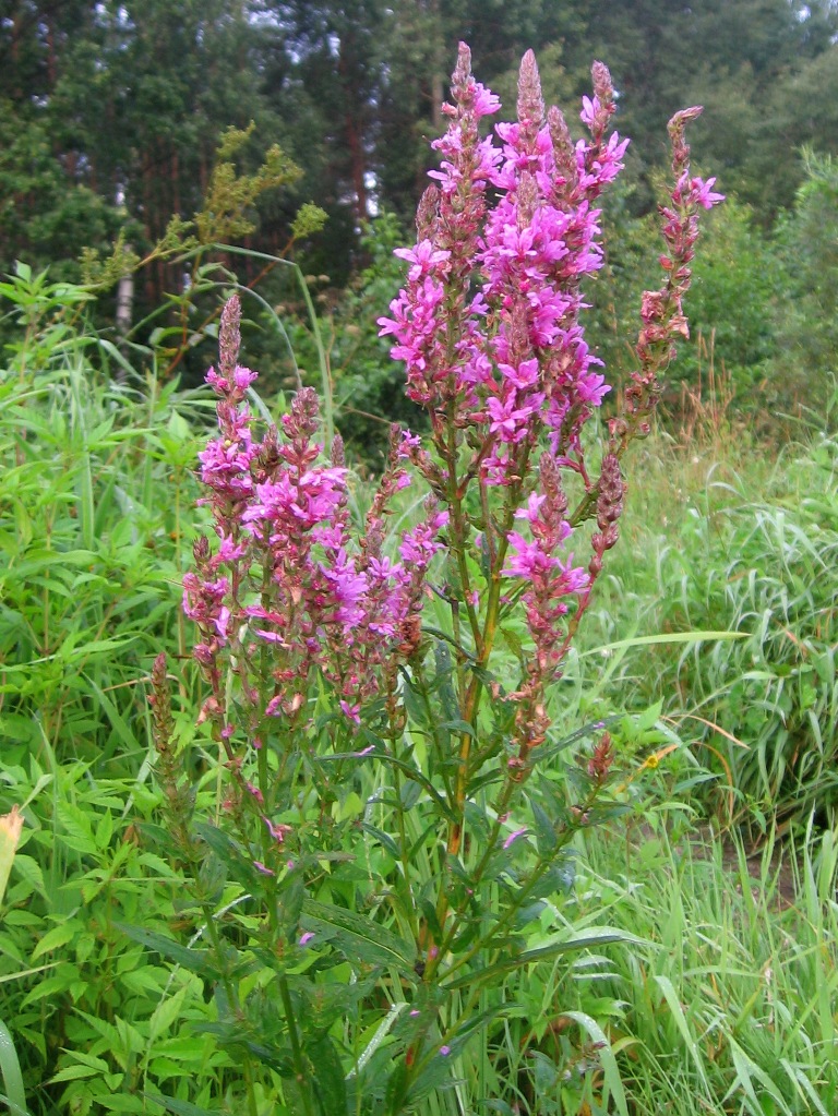 Изображение особи Lythrum salicaria.