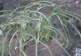 Ornithogalum kochii