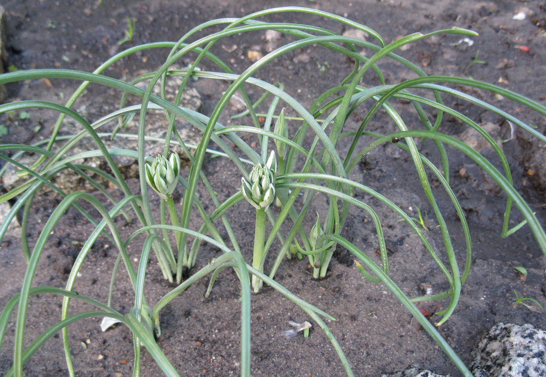 Image of Ornithogalum kochii specimen.