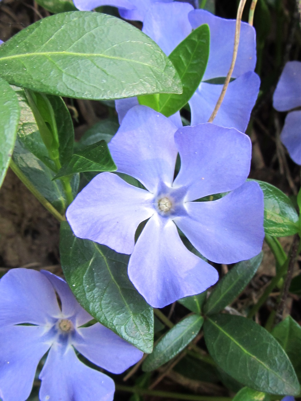 Image of Vinca minor specimen.