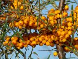 Hippophae rhamnoides