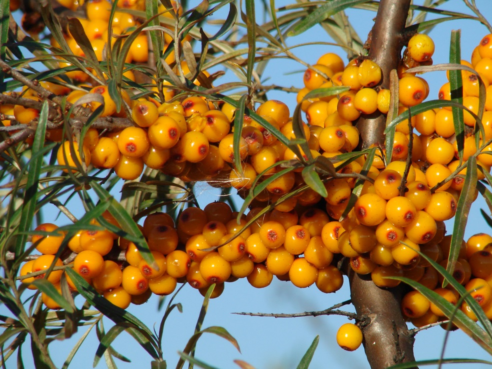 Изображение особи Hippophae rhamnoides.