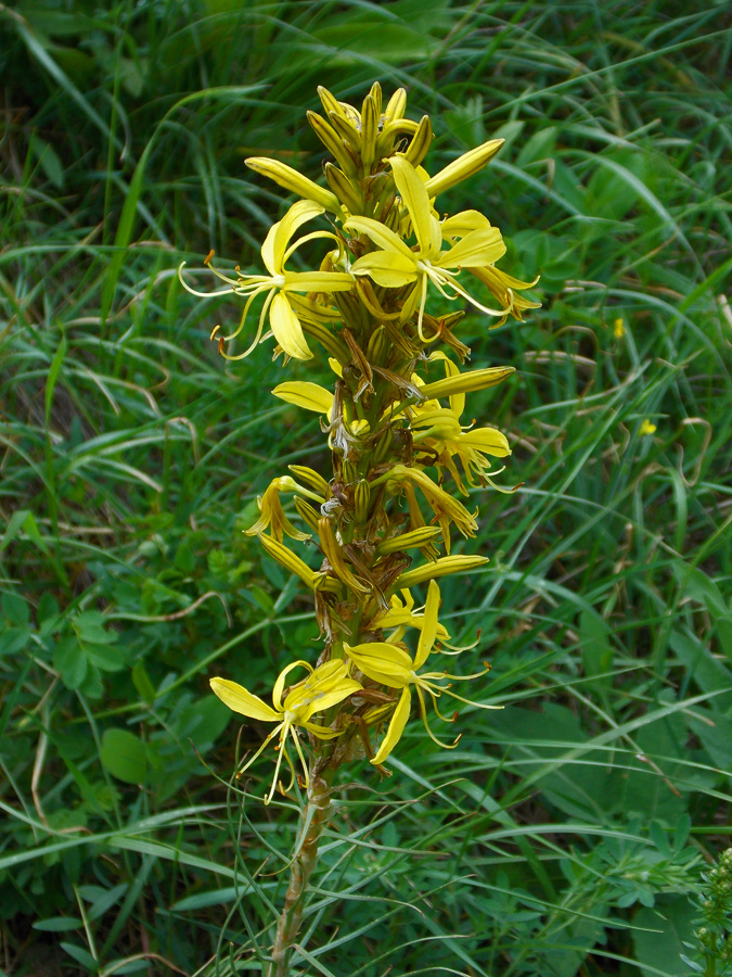 Изображение особи Asphodeline lutea.