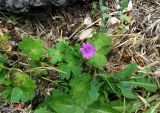 Geranium pyrenaicum. Цветущее растение. Франция, Приморские Альпы, Гурдон, сады Ленотра. 22.07.2014.