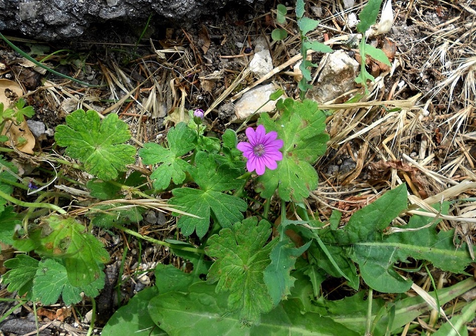 Изображение особи Geranium pyrenaicum.