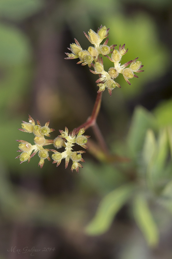 Изображение особи Valerianella dentata.