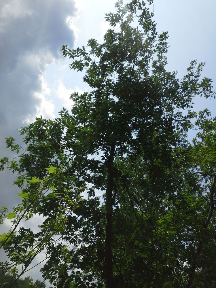 Изображение особи Quercus rubra.