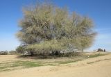 Prosopis alba. Дерево с прошлогодними плодами. Израиль, северный Негев, пос. Омер, пустырь вокруг промышленной зоны, в культуре. 21.01.2016.