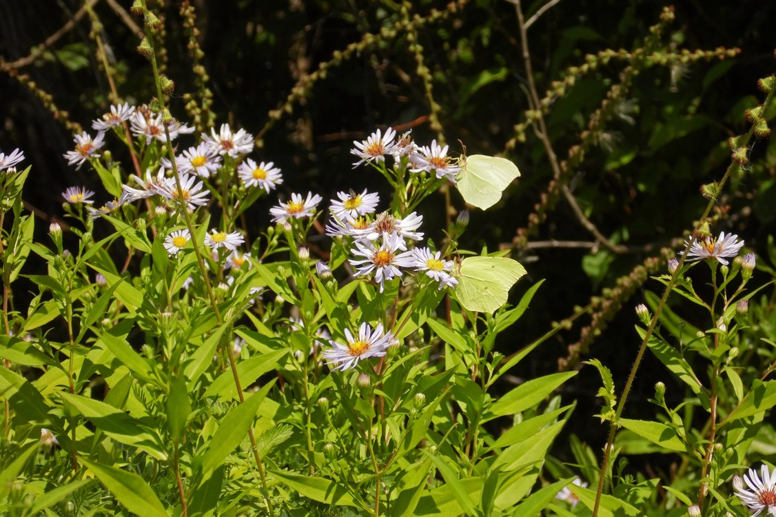 Изображение особи Symphyotrichum &times; salignum.