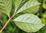 Euonymus sacrosanctus