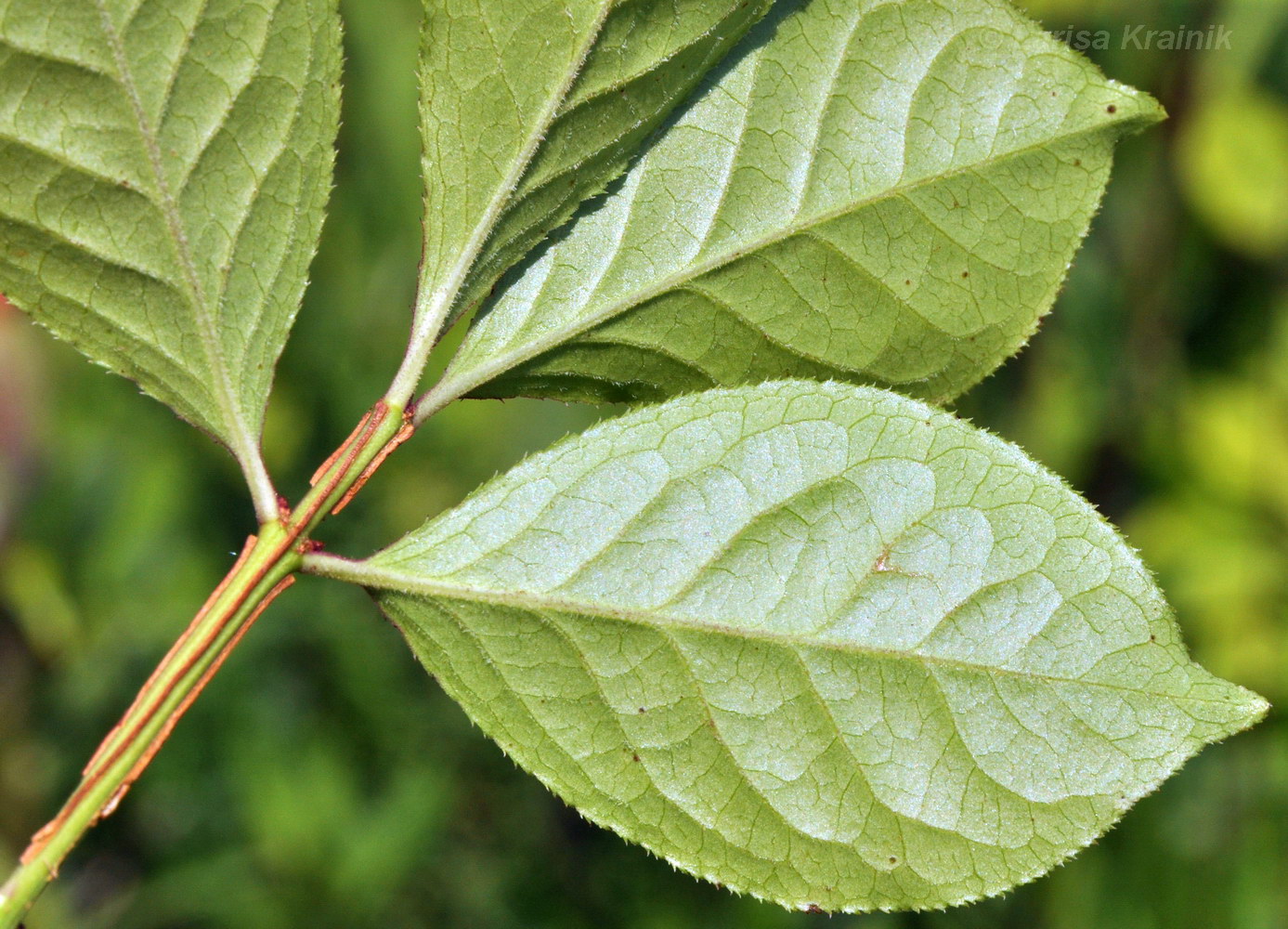 Изображение особи Euonymus sacrosanctus.