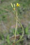 Gagea stipitata