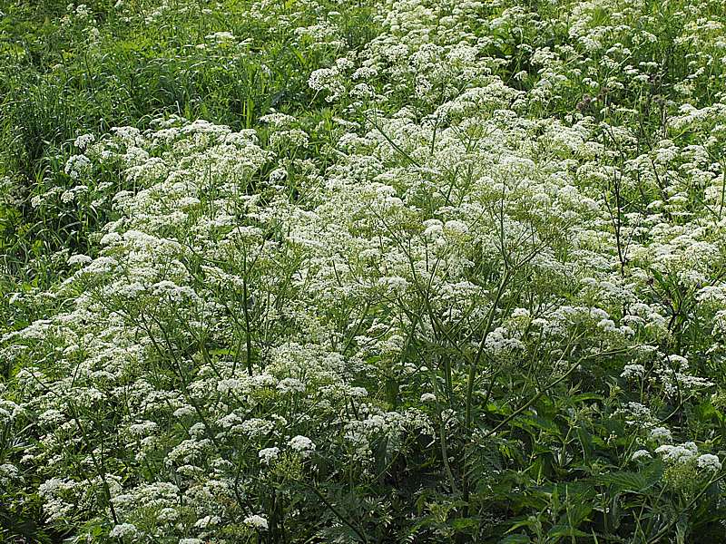 Изображение особи Anthriscus sylvestris.