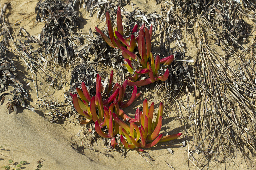 Изображение особи Carpobrotus acinaciformis.