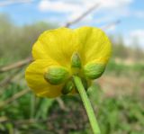 Ranunculus monophyllus