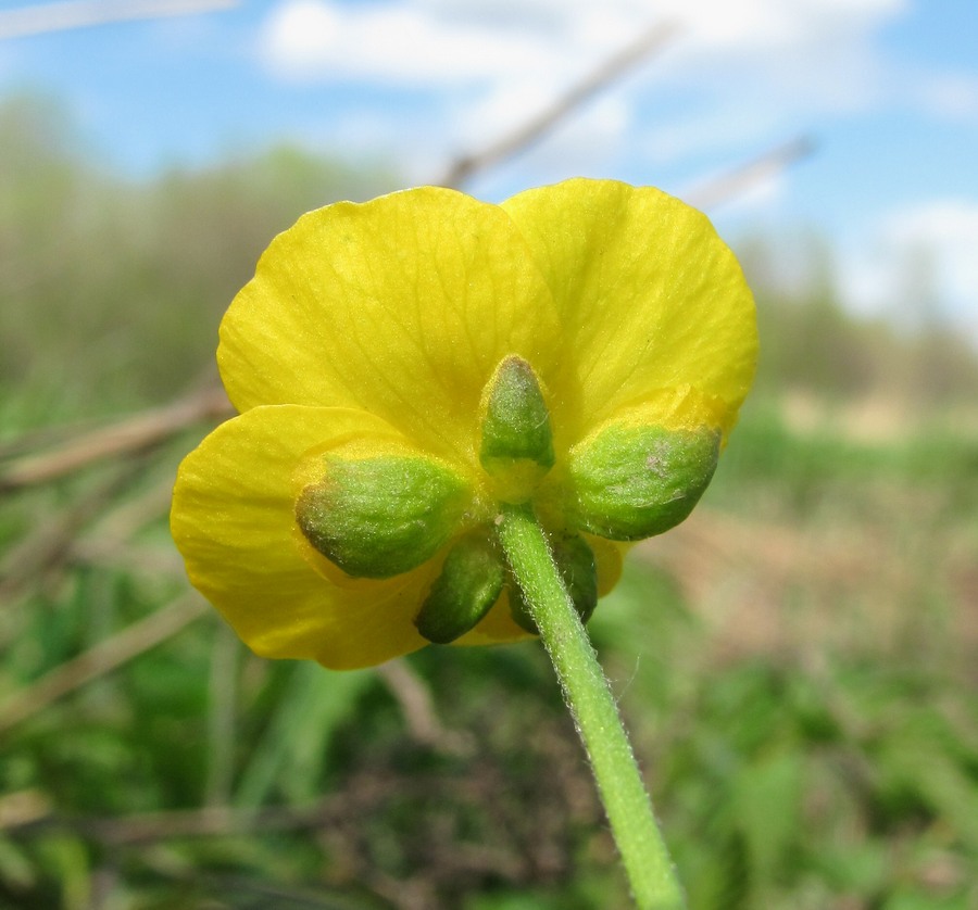 Image of Ranunculus monophyllus specimen.