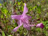 Rhododendron dauricum. Цветок. Якутия (Саха), Алданский р-н, берег р. Тимптон, 201 км от устья. 05.06.2011.