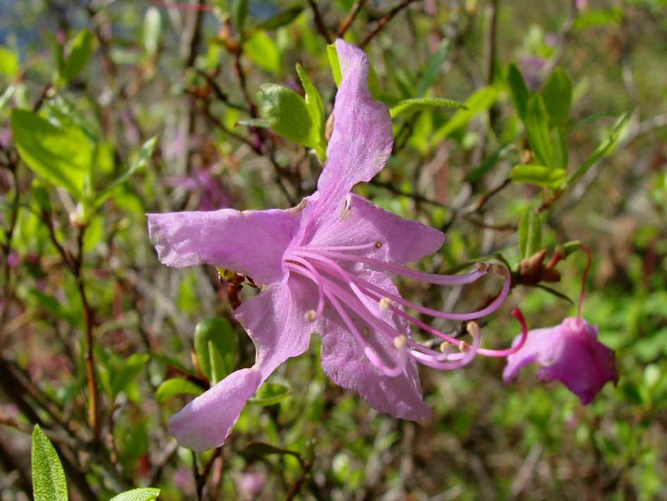 Image of Rhododendron dauricum specimen.