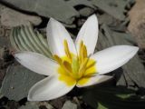 Image of taxon representative. Author is Владимир Колбинцев