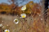 Erigeron annuus. Соцветия-корзинки и осыпавшиеся соплодия. Приморский край, Уссурийский р-н, окр. с. Монакино, луг на вершине небольшой сопки. 15.10.2015.