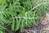 Centaurea scabiosa. Лист. Карелия, Заонежье, песчано-галечный пляж. 13.06.2015.