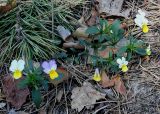 Viola tricolor. Цветущие растения в сосновом лесу на боровой террасе Днепра. Украина, Киев, заказник \"Лесники\". 5 мая 2007 г.