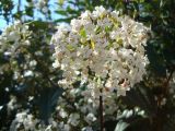 Viburnum tinus. Верхушка цветущего растения. Краснодарский край, г. Сочи, Центральный р-н, в культуре. 31.03.2016.