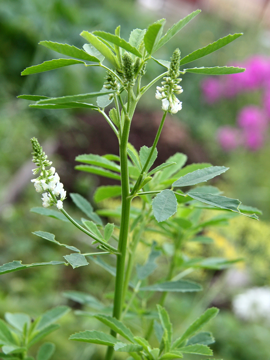 Изображение особи Melilotus albus.